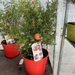 Granátové jablko (Punica granatum) ´WONDERFUL´ - výška 30-40 cm, kont. C2,6L - BONSAJ (DECO MISA)